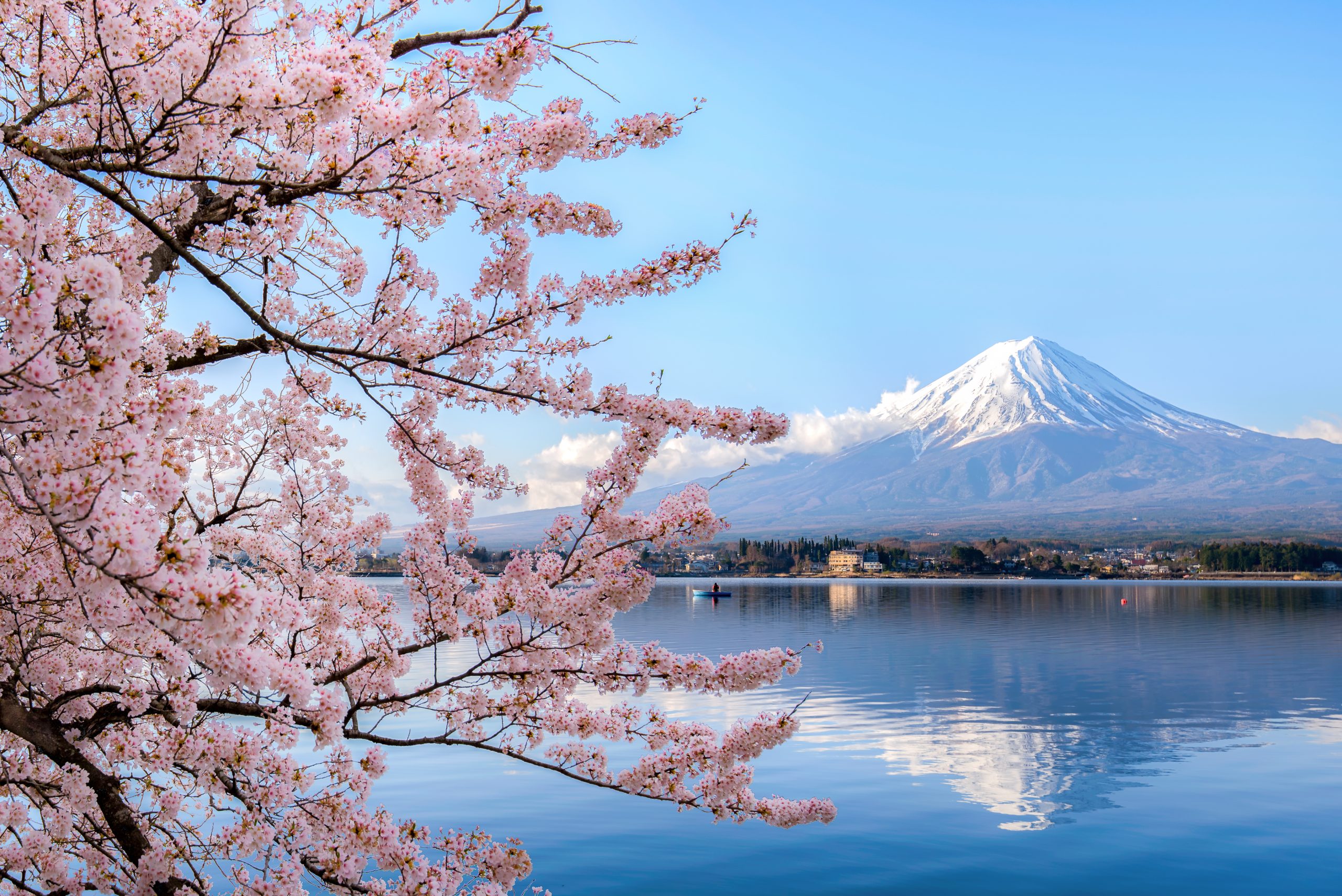 Mount fuji at Lake kawaguchiko with cherry blossom - Journey House Travel, OK