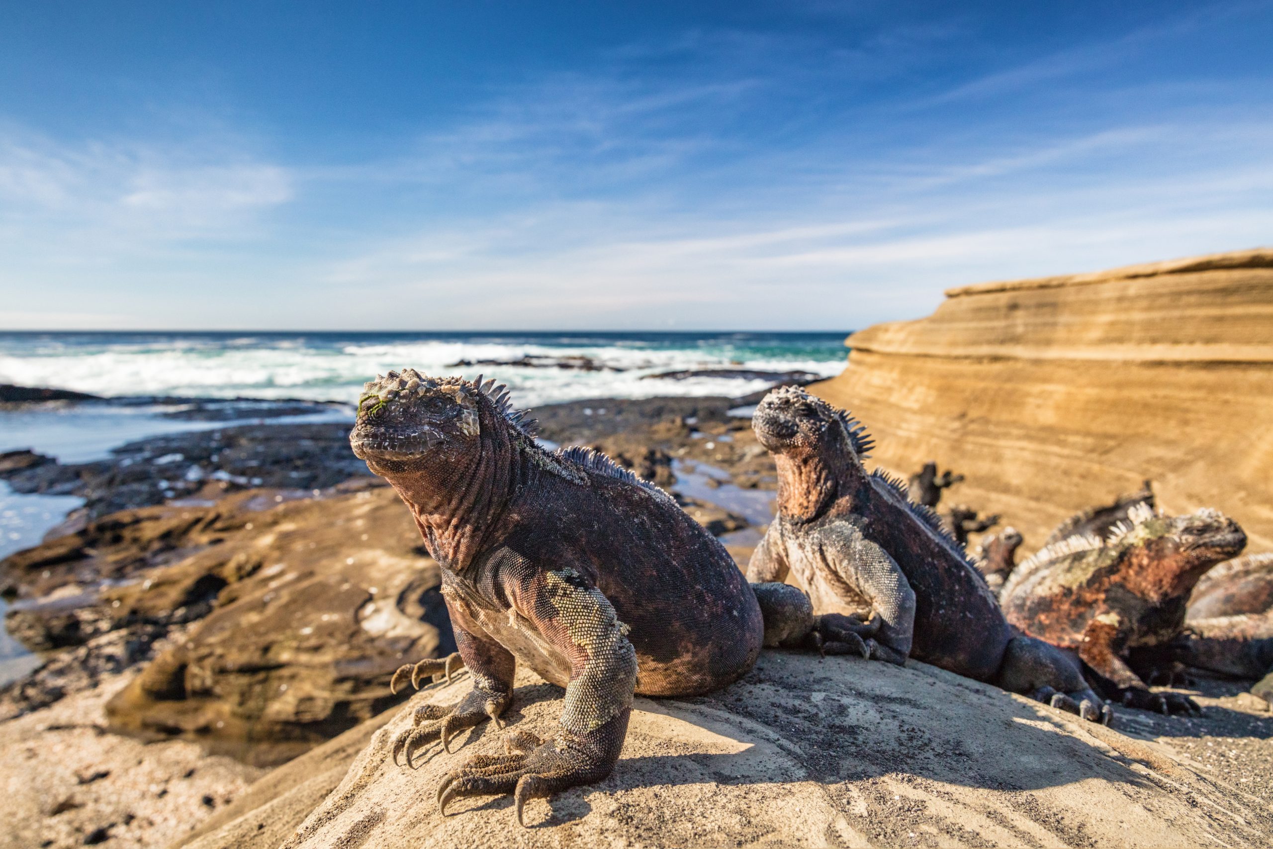 Galapagos Marine Iguana - Iguanas warming in the sun on Santiago Island - Journey House Travel, OK