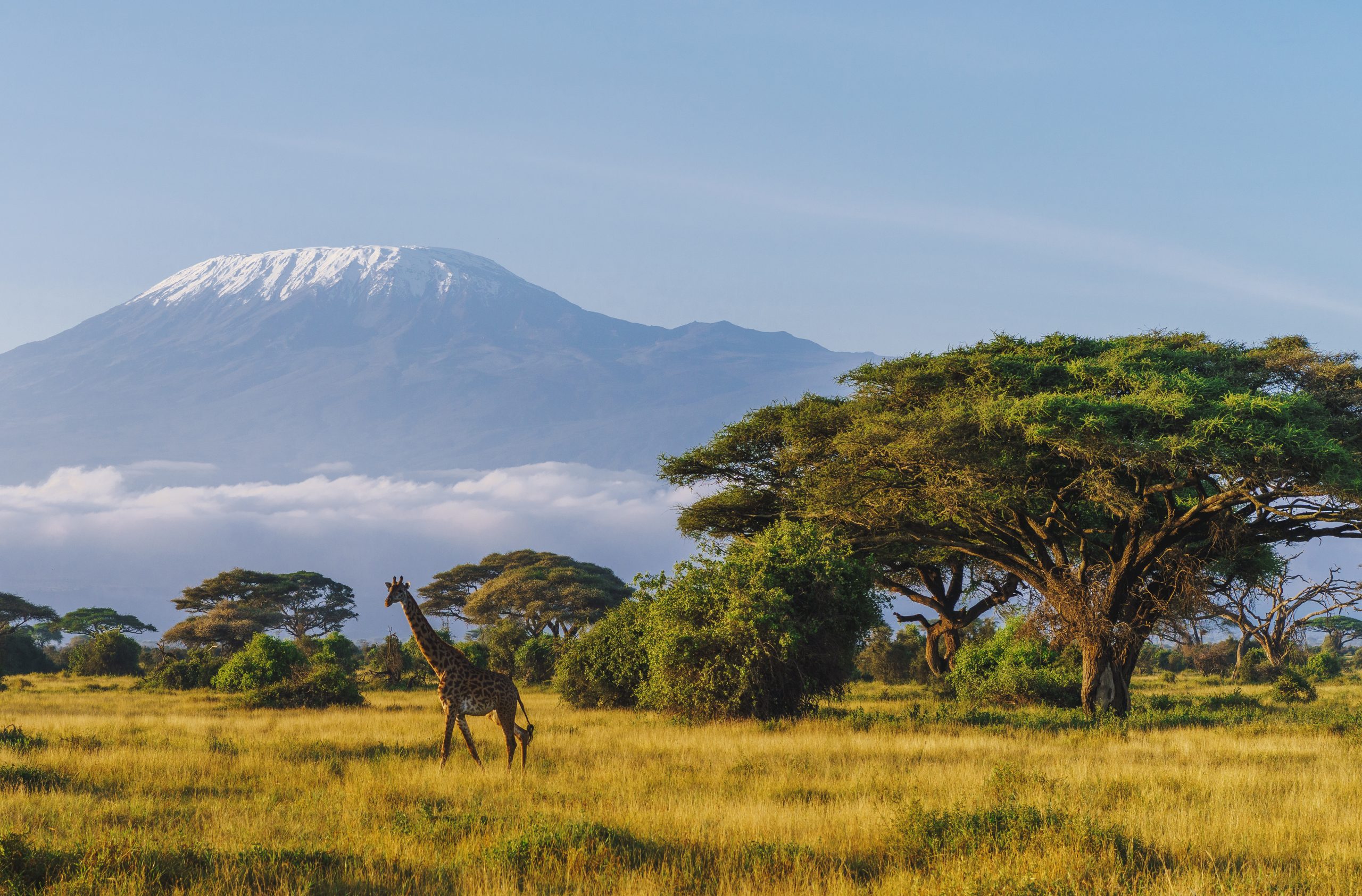 Masai giraffe in front of Kilimanjaro mountain in Amboseli National Park, Kenya - Journey House Travel, OK