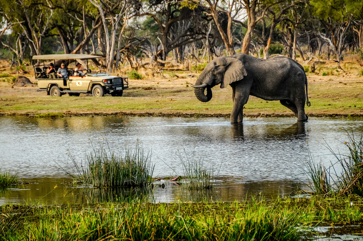 Tourist jeep and elephant in the Chobe N.P. - Journey House Travel