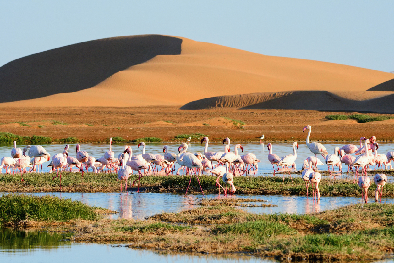 Flamingos in lagoon of Walwis bay, sandy dunas on the background. Namibia, Africa - Journey House Travel