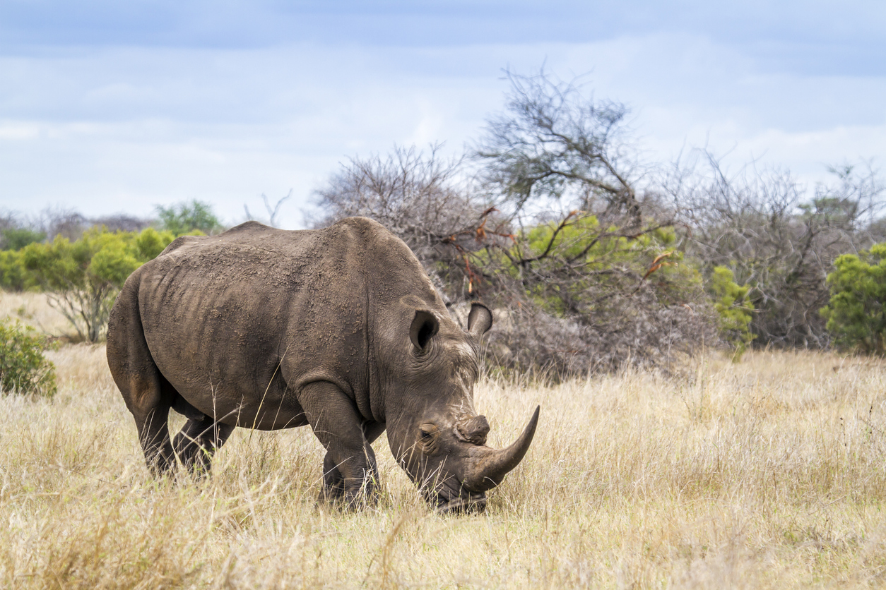 Southern white rhinoceros in Kruger National park - Journey House Travel