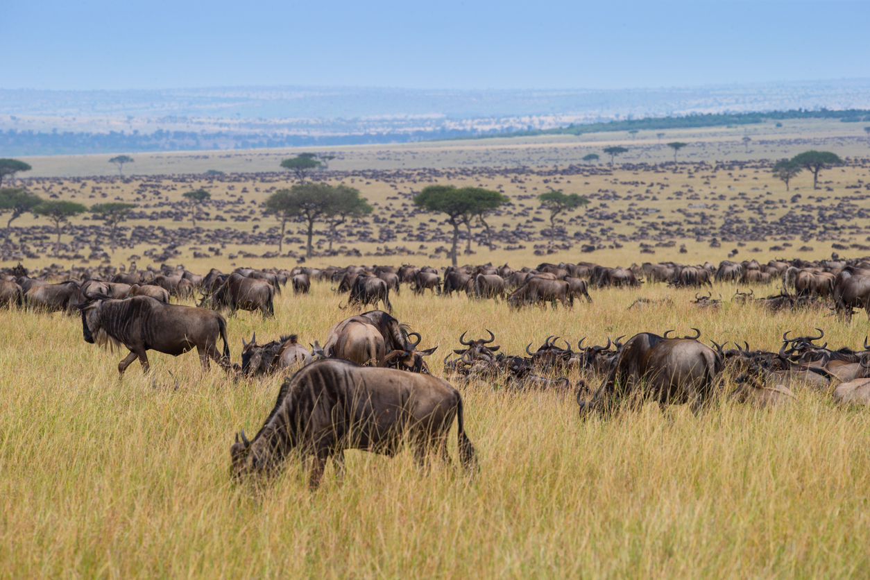 Wildebeest migration in the Serengeti - Journey House Travel