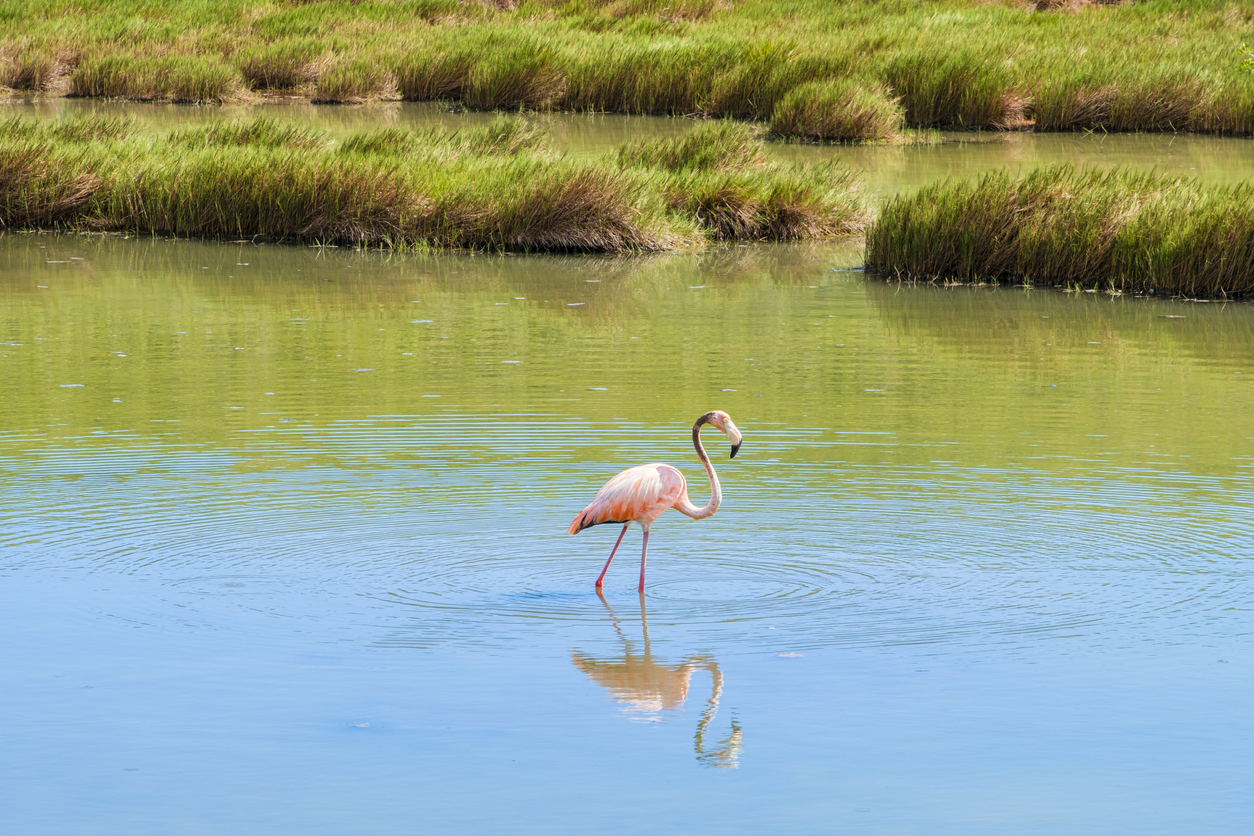 Turks and Caicos, flamingo at Middle Caicos - Journey House Travel